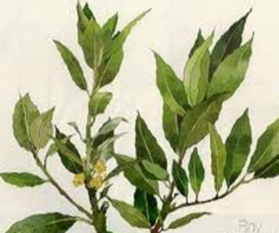 Olive Branch Pettiton