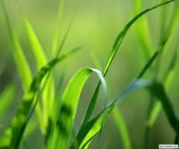 Leaves of Grass by Walt Whitman