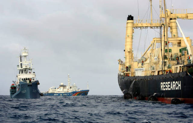 El Nisshin Maru embiste al Arctic Sunrise