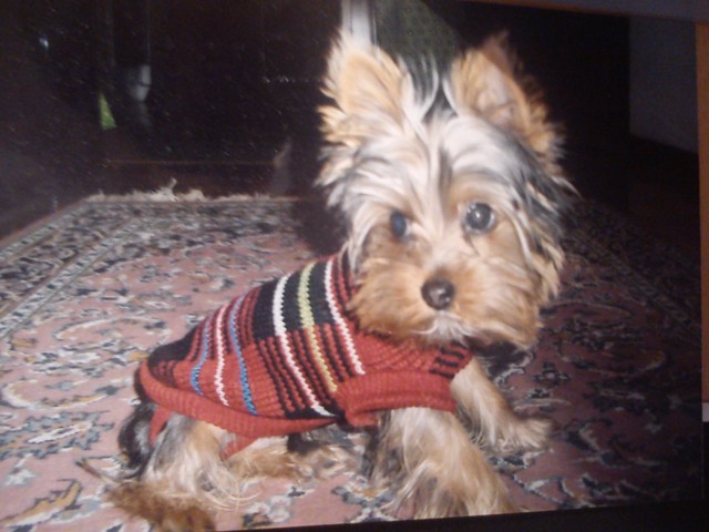 Llega a casa mi perro kiko