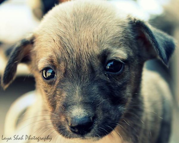 birth of kourey jensen