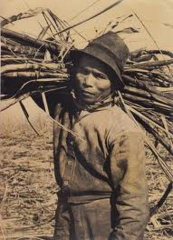 Remainder of the South Sea Islanders