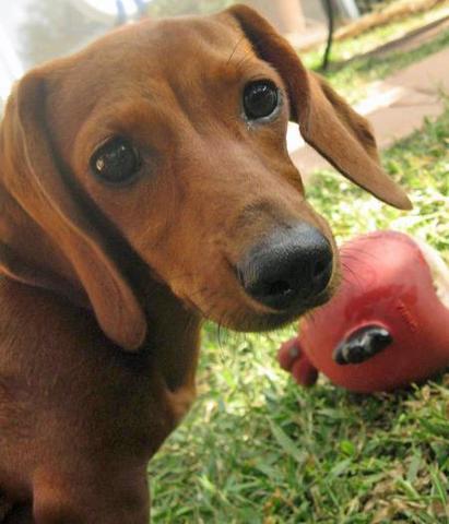 Launch Bark to Your Heart Song Contest