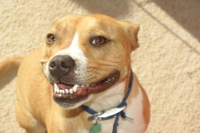 Bark To Your Heart Annual Event