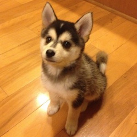 Getting a Pomsky