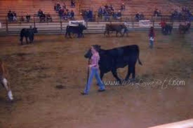 my third steer