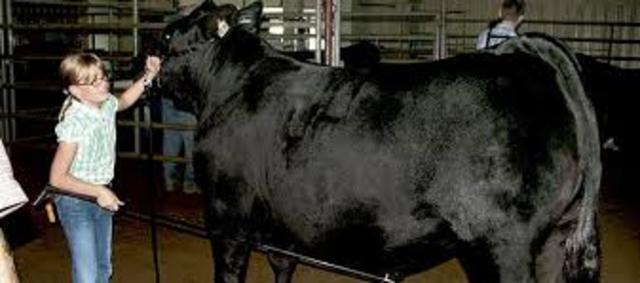 I got my first steer that I will never forget