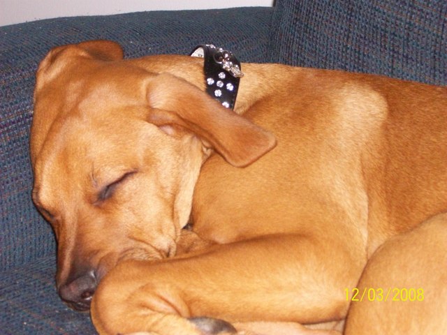 our first dog viki