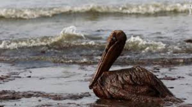 BP Oil Spill
