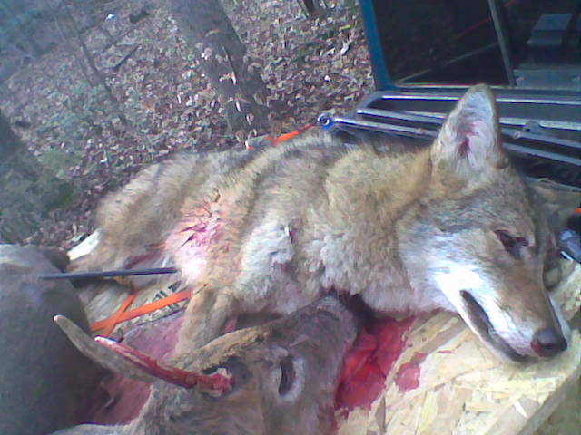 Killed my first coyote