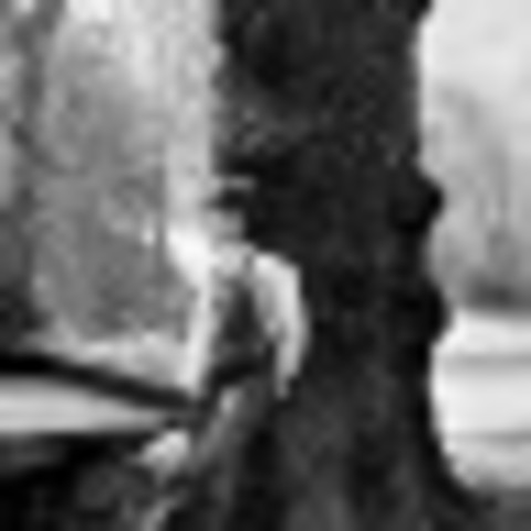 The Tree Gets Cemented