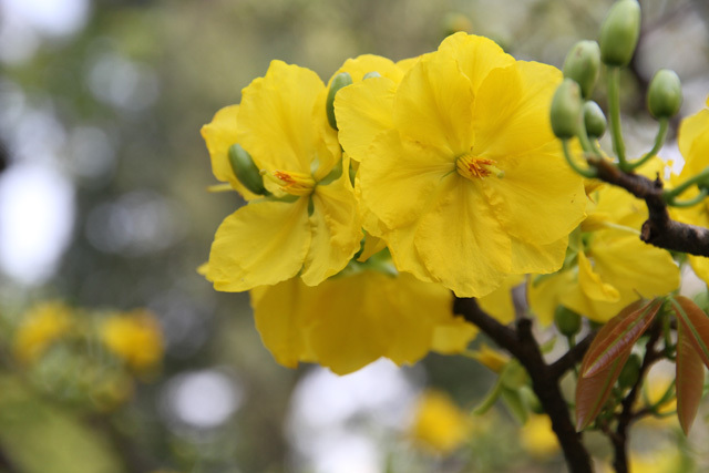 Tet--Year of the Dragon.