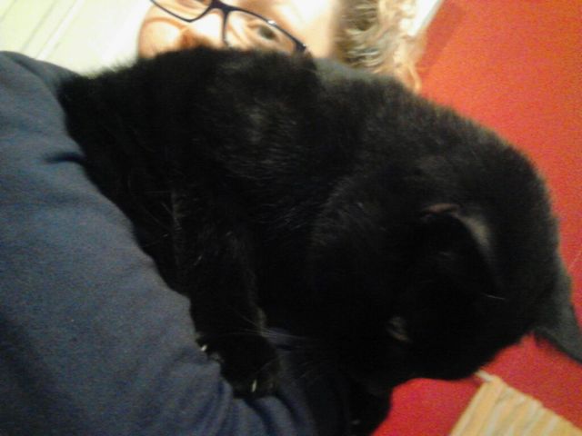 I got my kitty cat, Sophie.