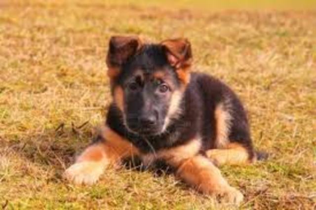 Got My Second Dog; German Shepherd