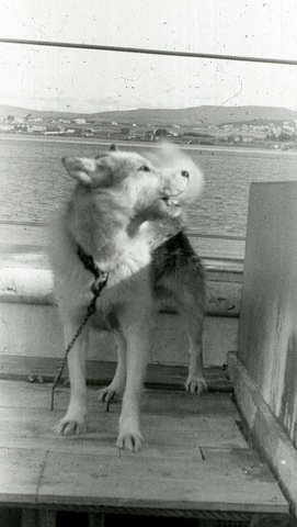 Last dogs were removed from Antarctica.