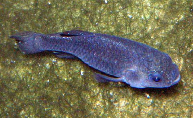 PUPFISH