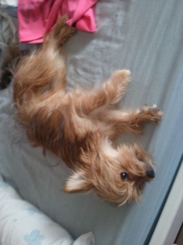 Me regalaron a mi perrita Canela