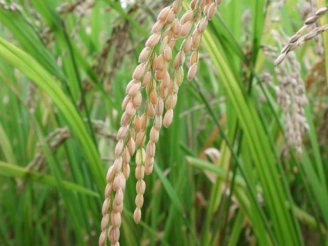 HIGH YIELD RICE PLANTS