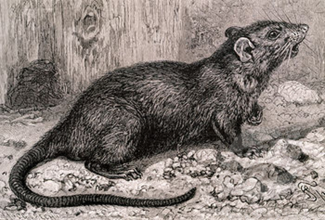 The Black Death entered Europe