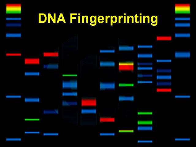 DNA FINGERPRINTING is discovered