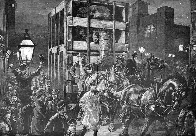 Jumbo loaded into his crate