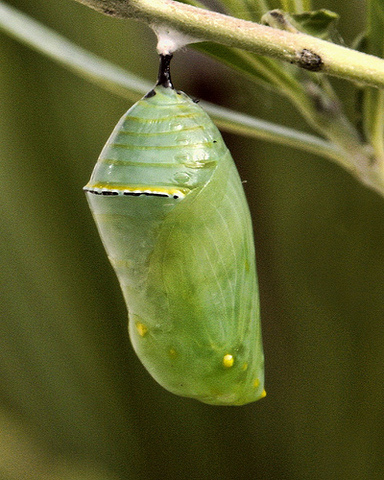 Pupa