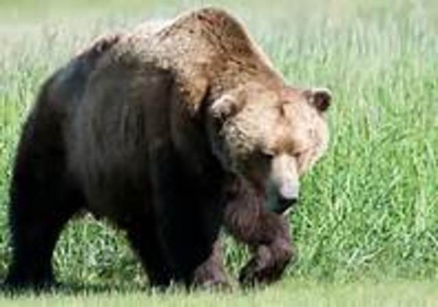 Crabbe has an experience with a bear