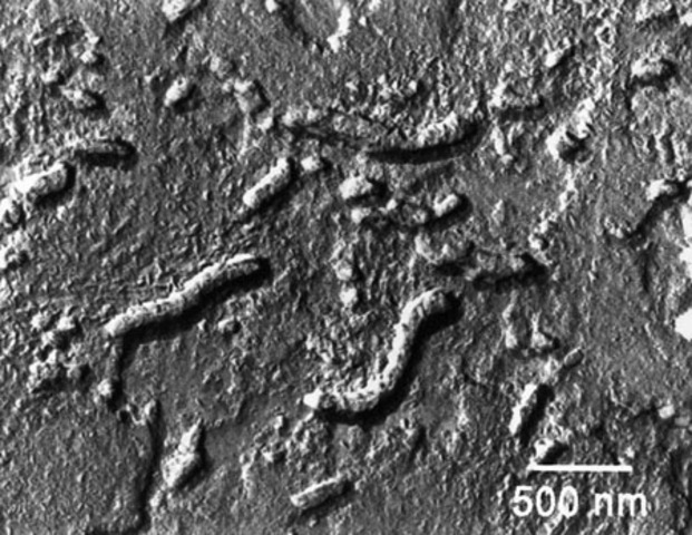 First Bacterium-Like Fossils