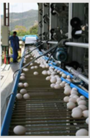 Poultry farm building Avinsa