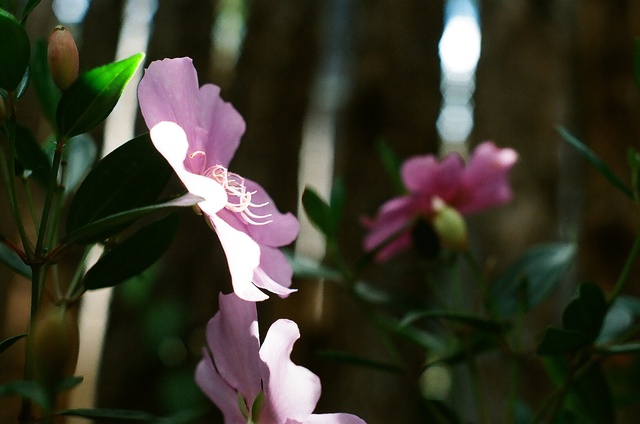 Festa de flores e morangos