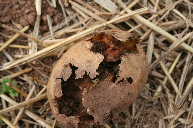 The Potato Rot Hits Ireland