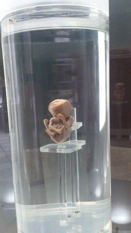 COMIENZO DE LA ETAPA FETAL