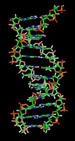 Double Helix Discovered