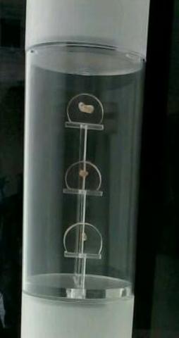 Etapa Embrionaria.Embriones de 4,5 y 6 semanas