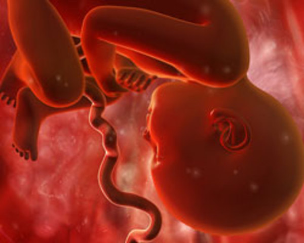 Desarrollo del feto- Semana 35