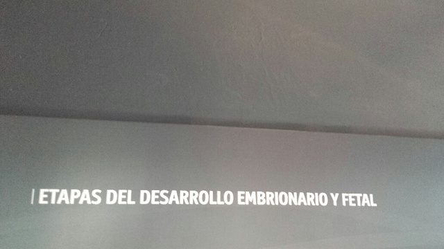 Etapas del desarrollo embrionarío