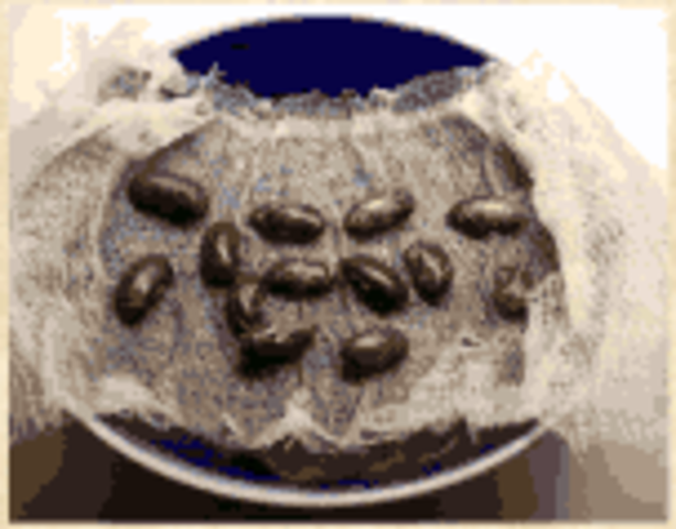 Завернули зерна во влажную ткань