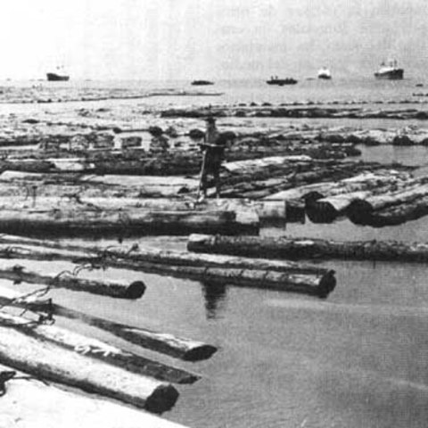 Timber Trade Replaces Fur Trade