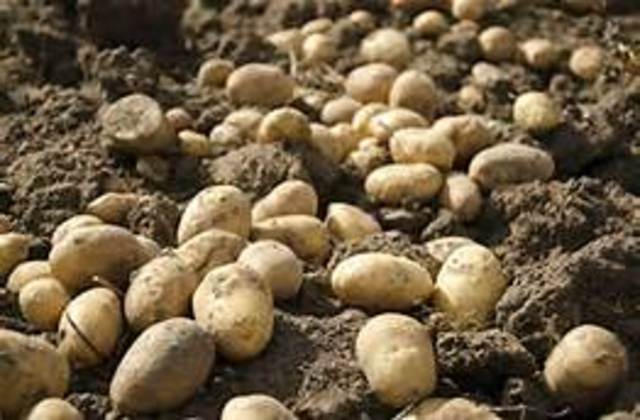 Potatoe Crop Fugues Disease Hits