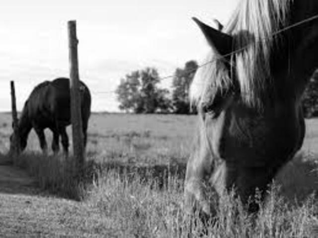 Buying Horses and a Place of Settlement