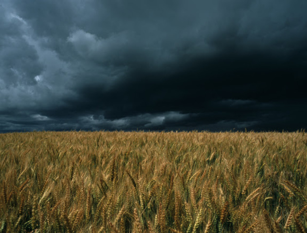 My crops get destroyed*