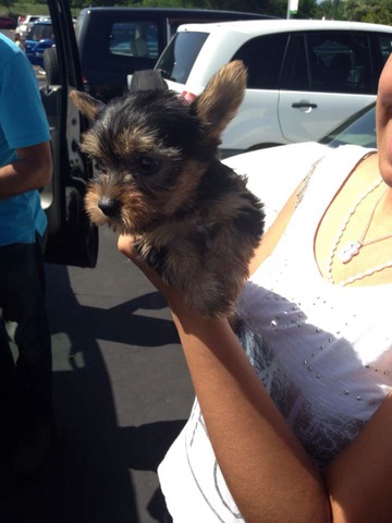 Tiana llegó a nuestra famila