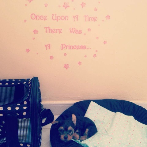 Tiana llega a su nuevo hogar