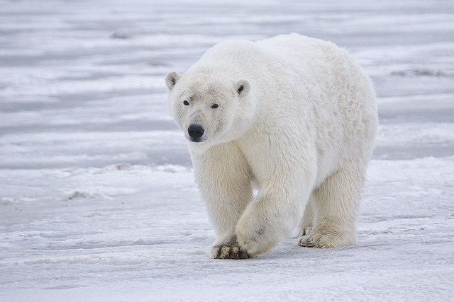 population in 1970 The Polar bear population was at an all time low for the century at only 5,000
