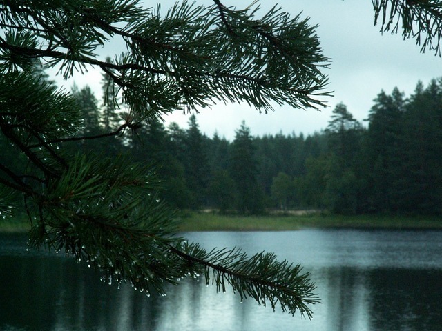 После дождя