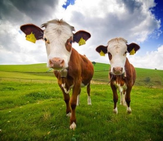 Beef export in the 1888's