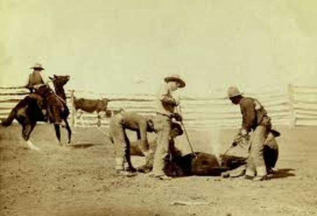 1888 BEEF EXPORT