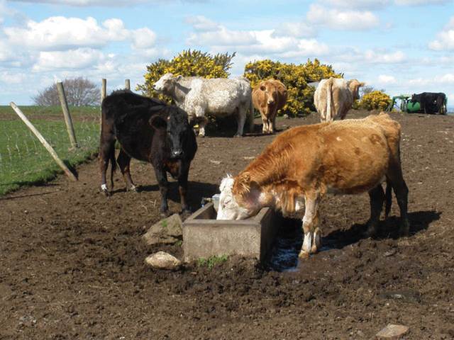 Beef export in the 1889