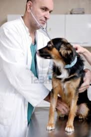 I Plan to be a Vetanarian