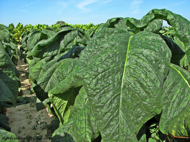 Tobacco becomes a stable export for Virginia